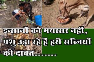 Read more about the article लॉक डाउन- इन्सानों को मयस्सर नहीं, पशु उड़ा रहे हैं हरी सब्जियों की दावत…